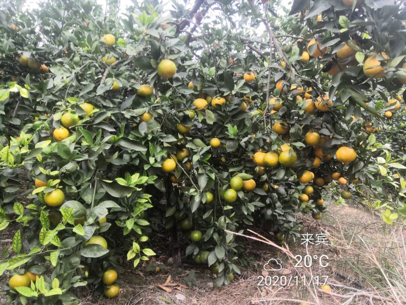皇帝柑广西省象州县，口感好，欢迎你来收货