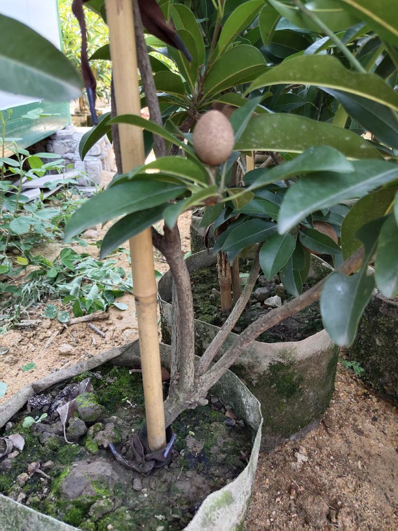人心果苗精品人心果树苗庭院阳台盆栽树苗产地直发