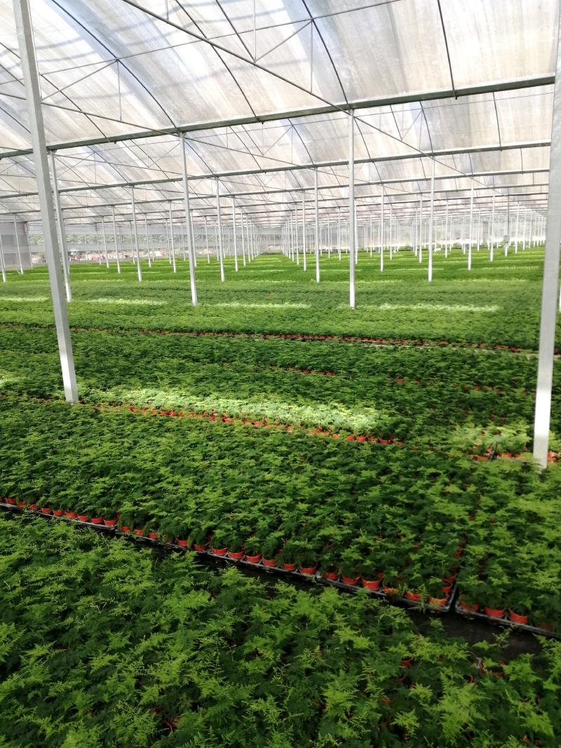 中东海枣种苗棕榈植物园林绿化树景观树