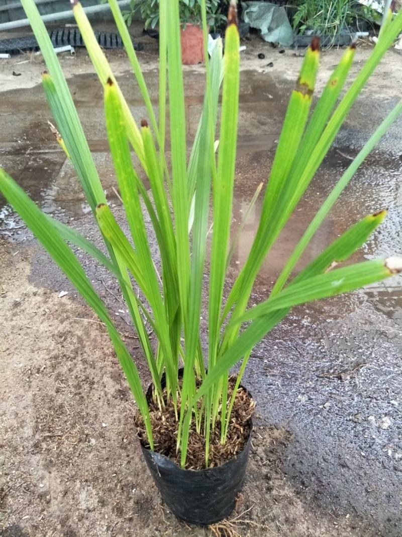 中东海枣种苗棕榈植物园林绿化树景观树