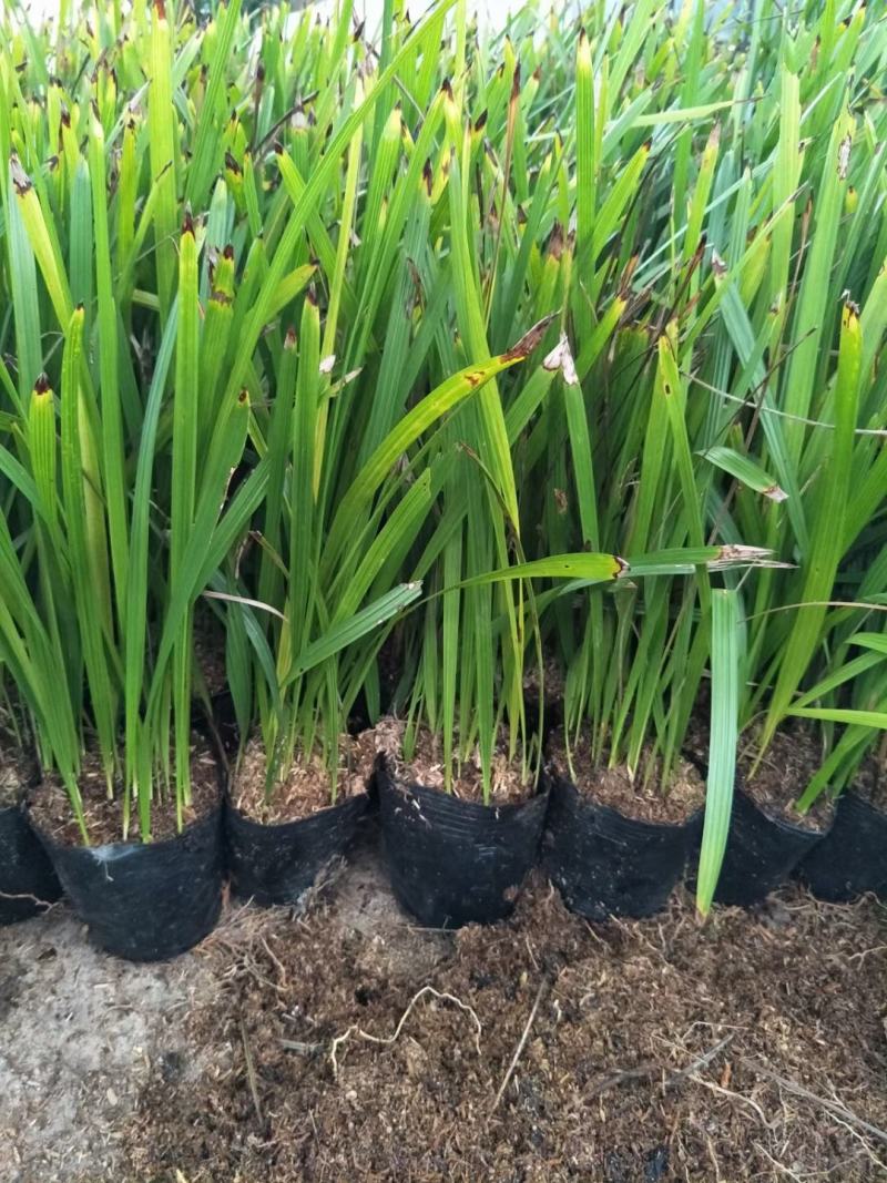 中东海枣种苗棕榈植物园林绿化树景观树