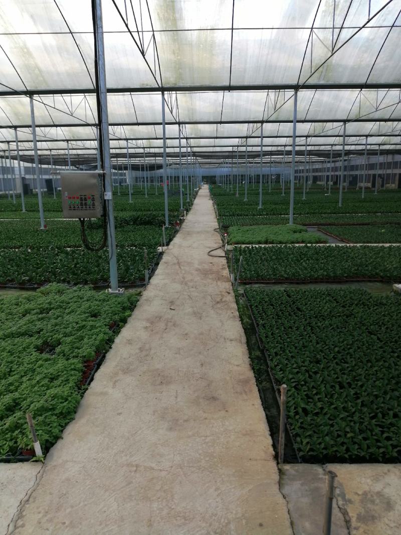 中东海枣种苗棕榈植物园林绿化树景观树