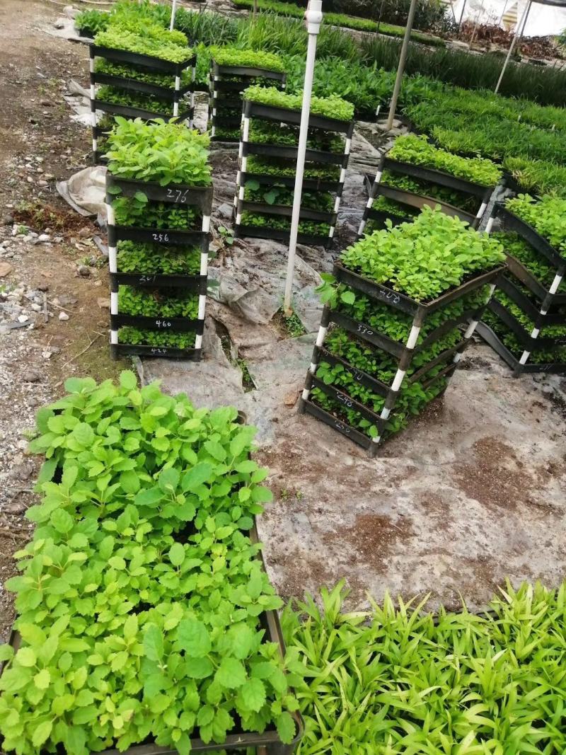 中东海枣种苗棕榈植物园林绿化树景观树