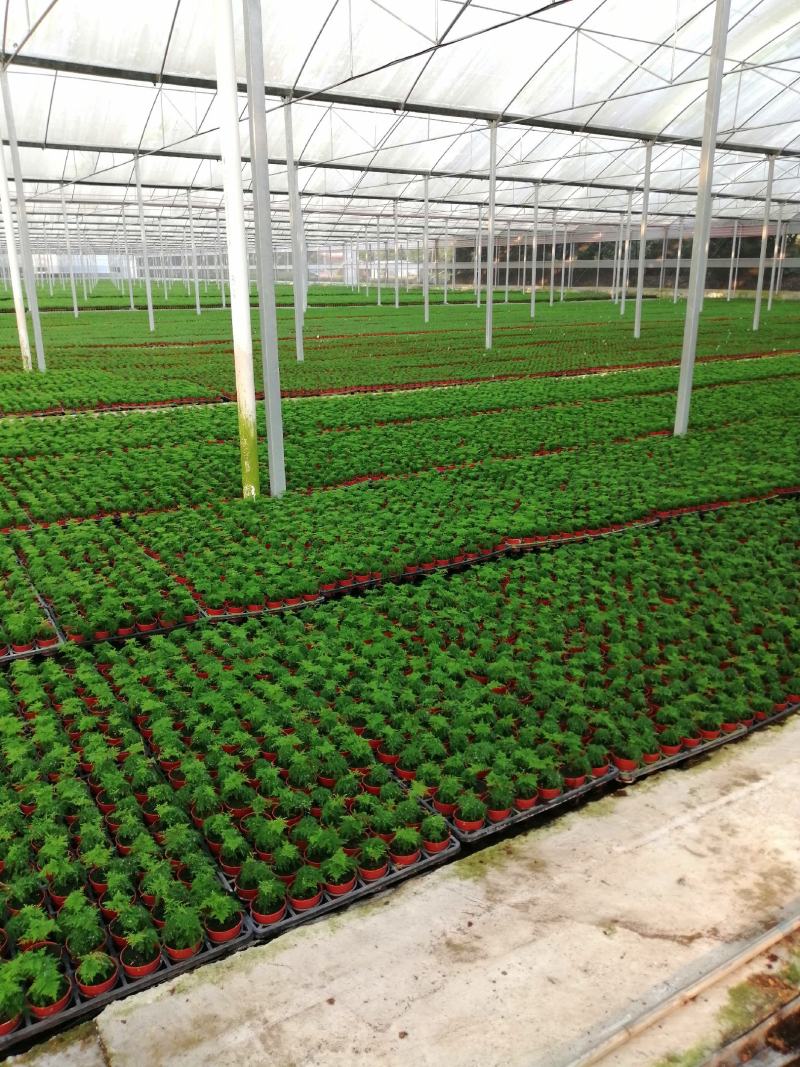 中东海枣种苗棕榈植物园林绿化树景观树