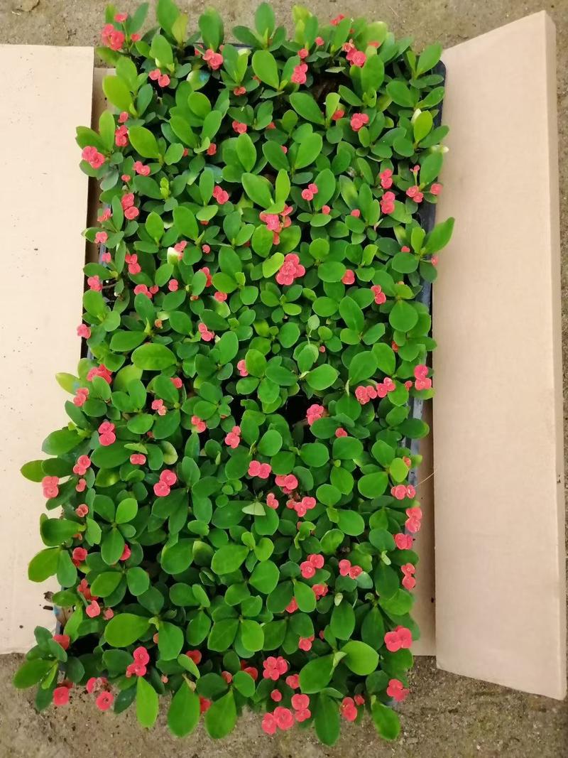铁海棠种苗虎刺梅多肉植物开花期长鲜艳夺目