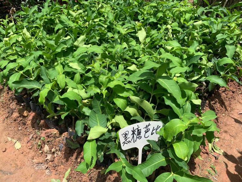 黑金莲雾苗大叶红莲雾黑糖芭比莲雾苗盆栽带果发货