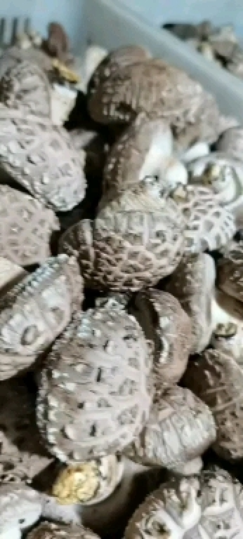 香菇（合作社）菇农自产自销