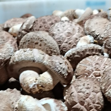 香菇（合作社）菇农自产自销