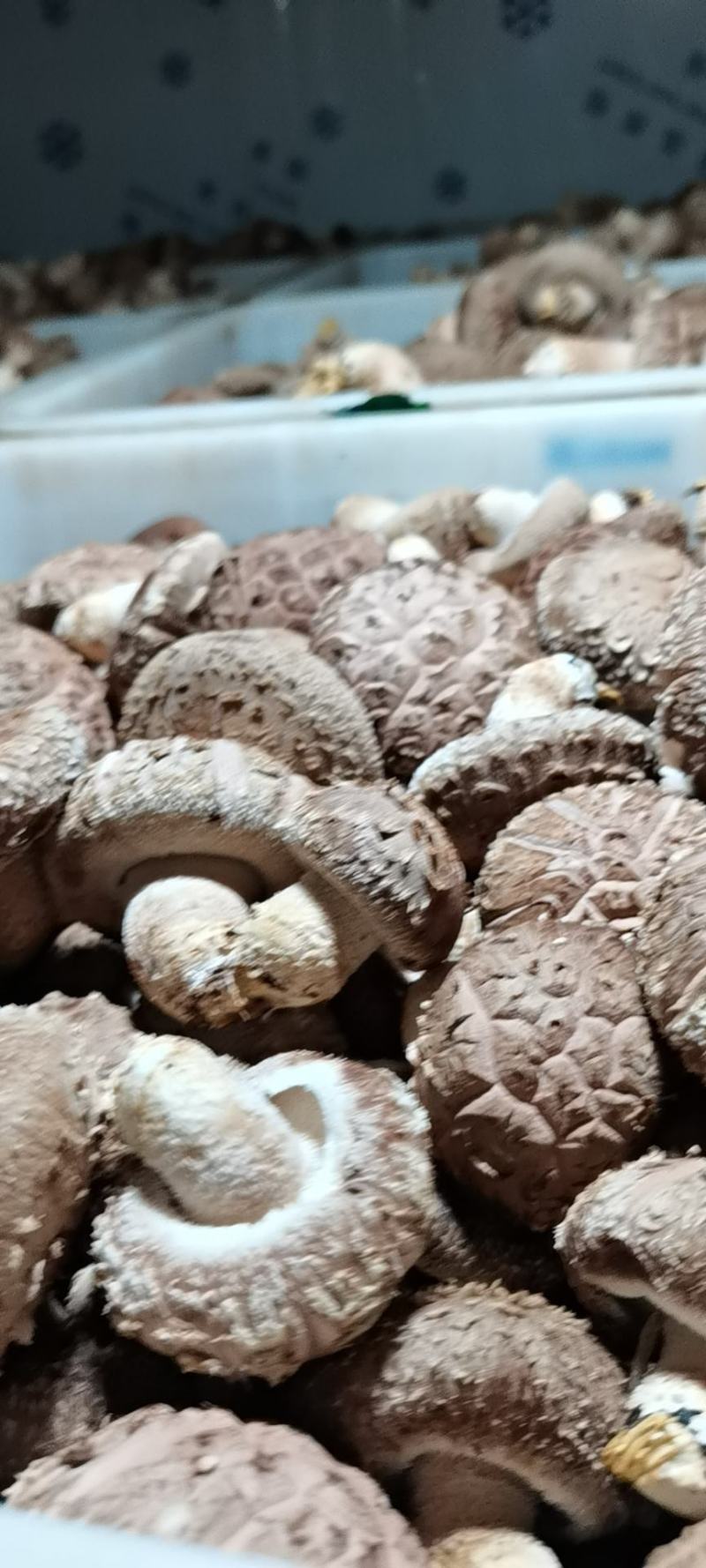 香菇（合作社）菇农自产自销