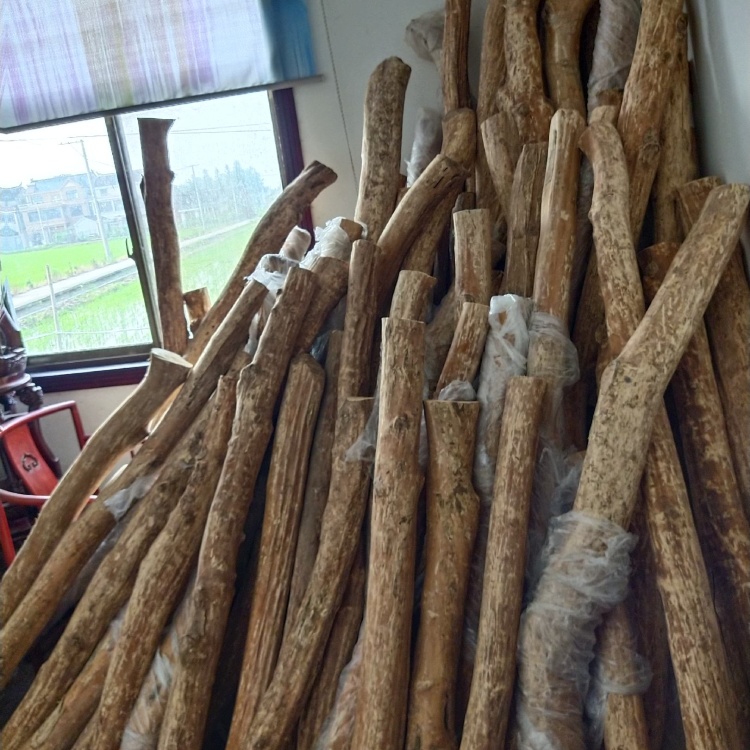 黄楊木 刻 根木台(K-HA524) 黄杨木批发]出售湖北高山小叶黄杨木价格12000.00元/吨- 一亩田