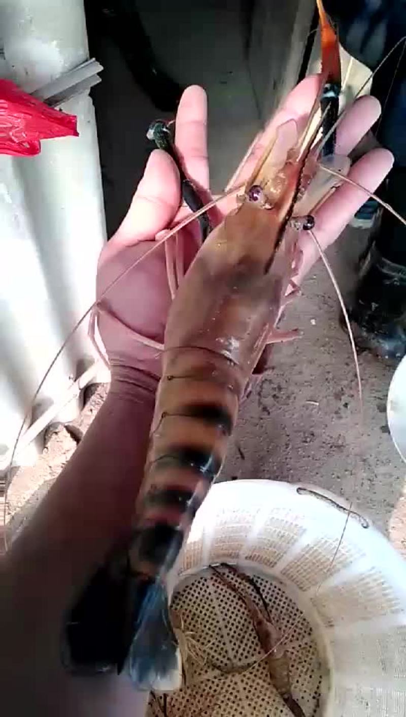批发现货供应罗氏沼虾苗罗氏苗大头虾苗河虾苗一手种苗量大优
