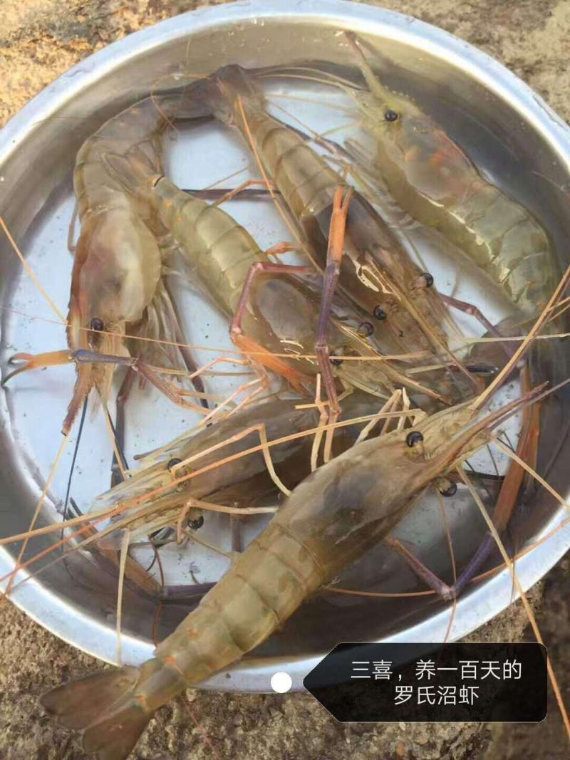 批发现货供应罗氏沼虾苗罗氏苗大头虾苗河虾苗一手种苗量大优