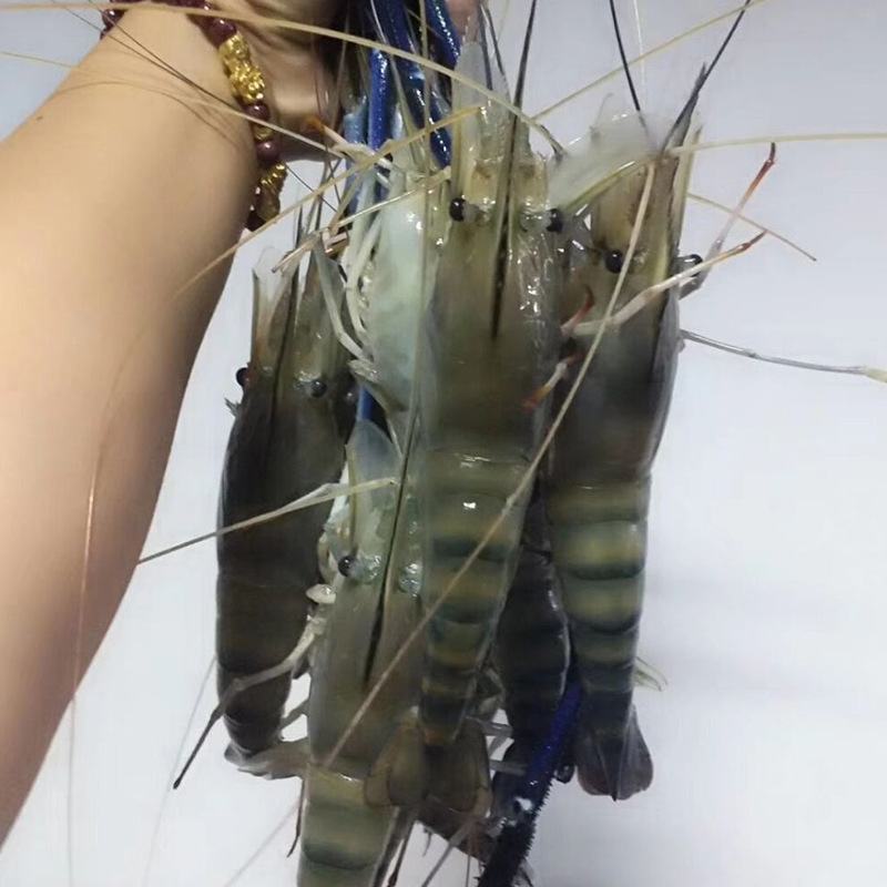 批发现货供应罗氏沼虾苗罗氏苗大头虾苗河虾苗一手种苗量大优