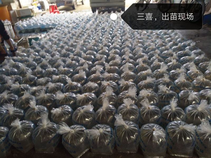 批发现货供应罗氏沼虾苗罗氏苗大头虾苗河虾苗一手种苗量大优