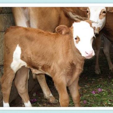 西门塔尔小牛苗活牛出售牛犊子活牛小牛母牛仔活体肉牛犊养殖