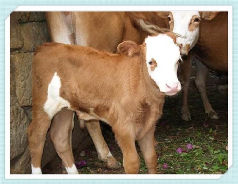 西门塔尔小牛苗活牛出售牛犊子活牛小牛母牛仔活体肉牛犊养殖