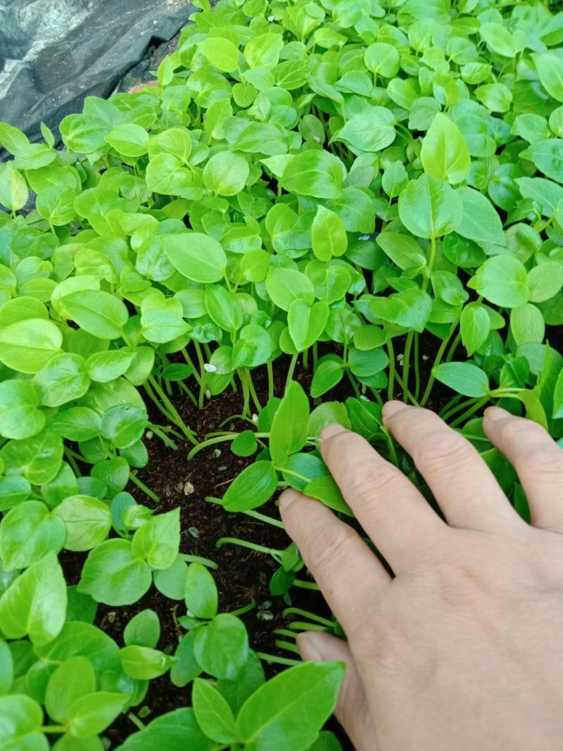 大叶伞种苗室内盆栽观叶植物绿植净化空气四季常青