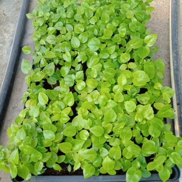 大叶伞种苗室内盆栽观叶植物绿植净化空气四季常青