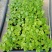 大叶伞种苗室内盆栽观叶植物绿植净化空气四季常青