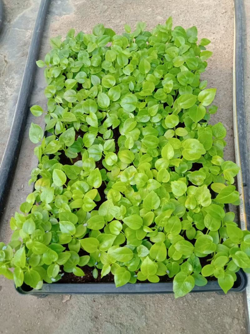 大叶伞种苗室内盆栽观叶植物绿植净化空气四季常青