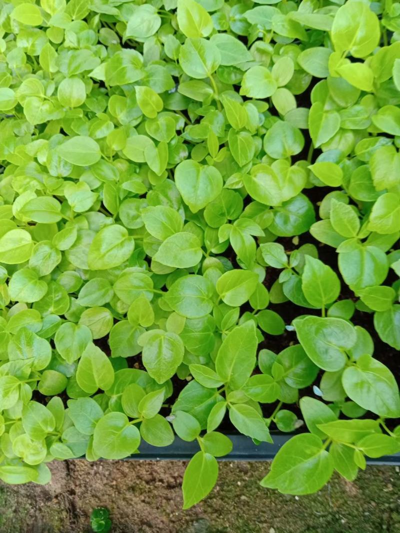 大叶伞种苗室内盆栽观叶植物绿植净化空气四季常青