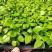 大叶伞种苗室内盆栽观叶植物绿植净化空气四季常青