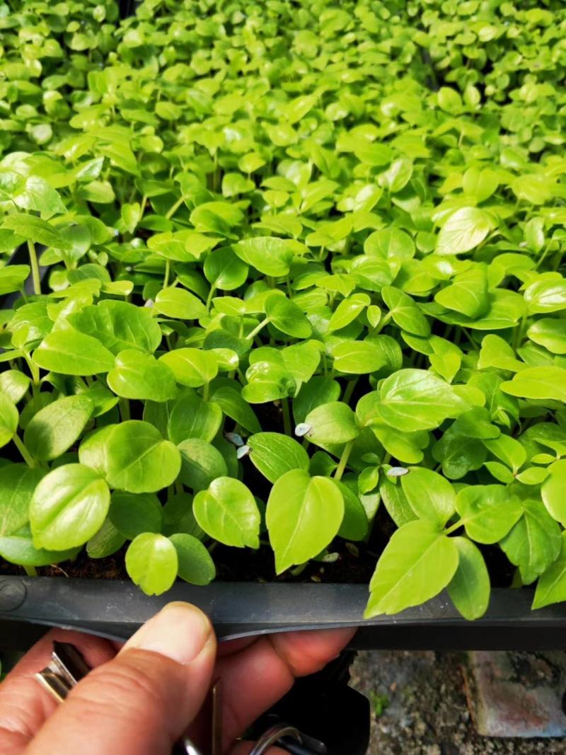 大叶伞种苗室内盆栽观叶植物绿植净化空气四季常青