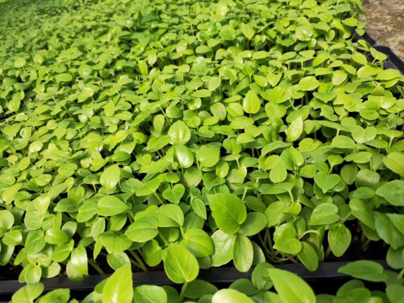 大叶伞种苗室内盆栽观叶植物绿植净化空气四季常青