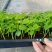 大叶伞种苗室内盆栽观叶植物绿植净化空气四季常青