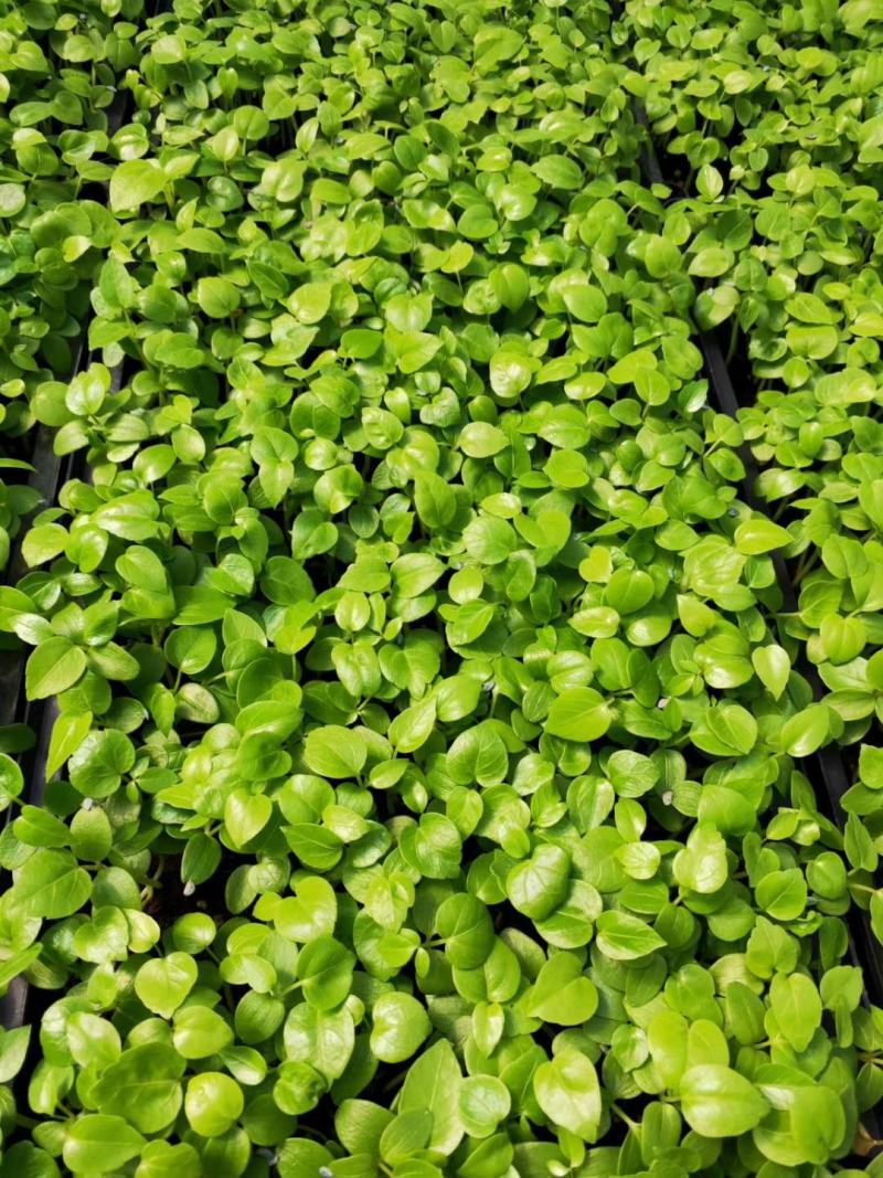 大叶伞种苗室内盆栽观叶植物绿植净化空气四季常青