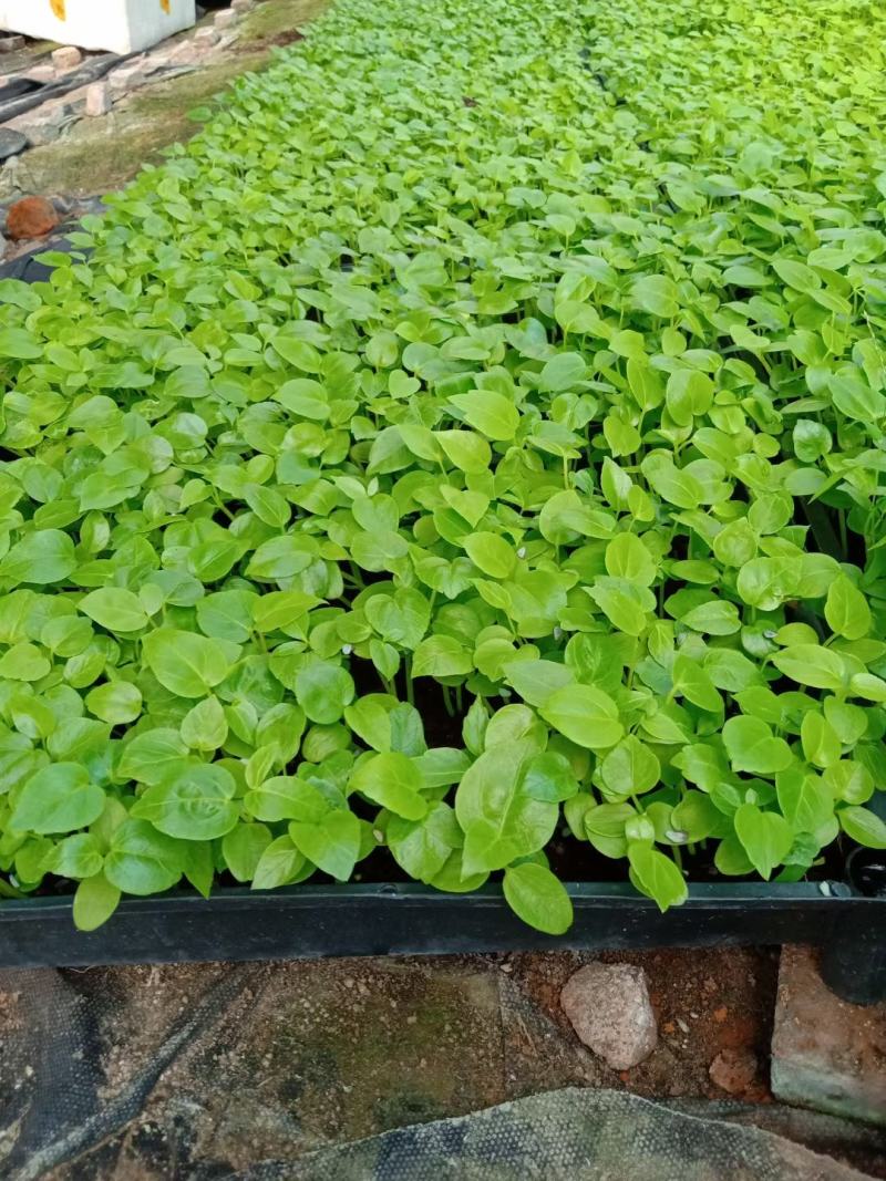 大叶伞种苗室内盆栽观叶植物绿植净化空气四季常青