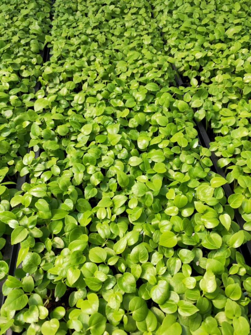 大叶伞种苗室内盆栽观叶植物绿植净化空气四季常青