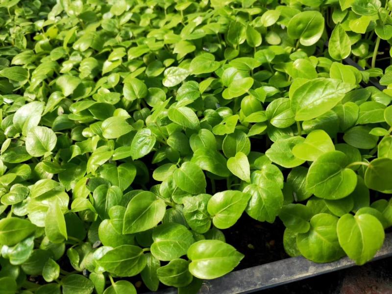 大叶伞种苗室内盆栽观叶植物绿植净化空气四季常青