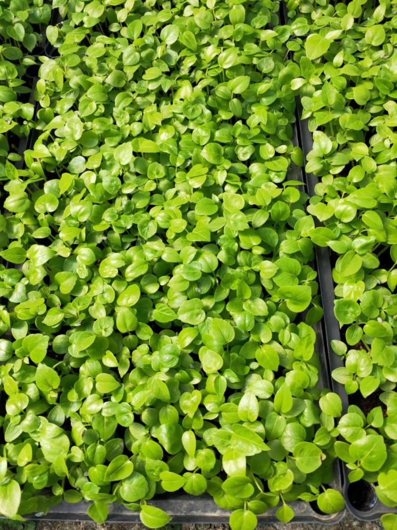 大叶伞种苗室内盆栽观叶植物绿植净化空气四季常青