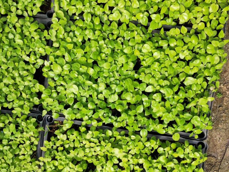 大叶伞种苗室内盆栽观叶植物绿植净化空气四季常青