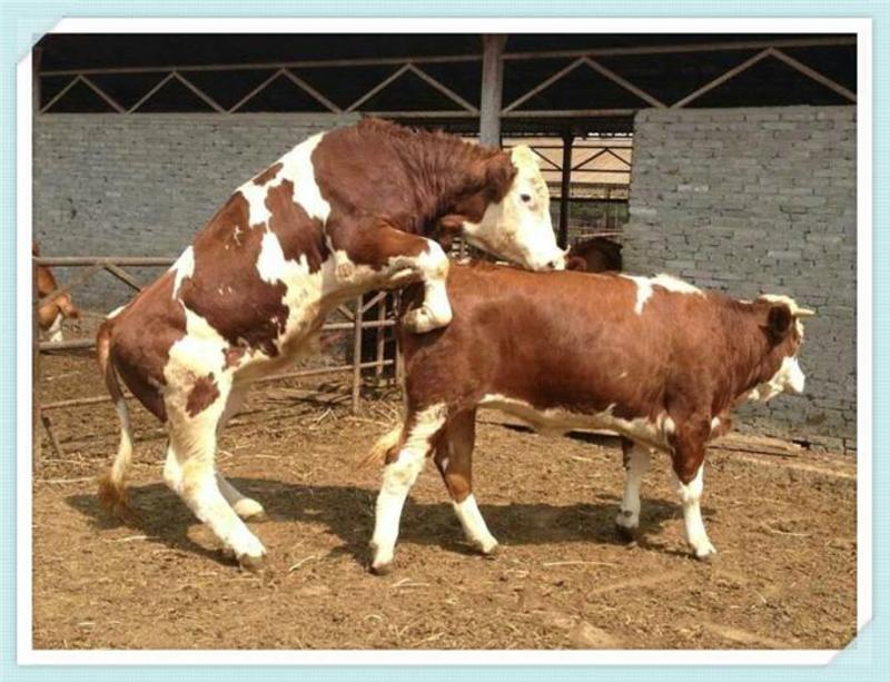 西门塔尔牛犊子活牛出售小黄肉牛仔活体鲁西黄牛活苗小牛犊