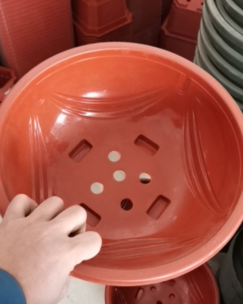 绿萝盆适合种植基地或者家庭绿萝种植