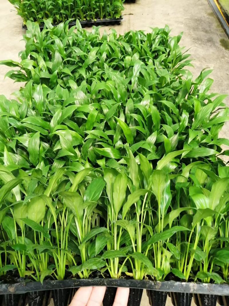 白掌一帆风顺穴盆苗盆栽花卉绿植耐阴净化空气