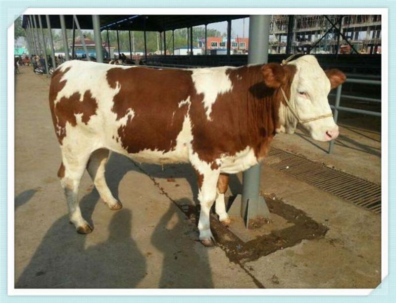纯种夏洛莱牛活体成年活牛小牛犊大型种牛仔肉牛犊杂交利木赞