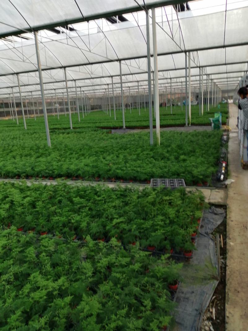 白掌一帆风顺穴盆苗盆栽花卉绿植耐阴净化空气