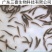 苗场直供直销台湾泥鳅苗泥鳅水花泥鳅鱼苗大鳞副鳅活体淡水养