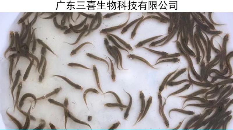 苗场直供直销台湾泥鳅苗泥鳅水花泥鳅鱼苗大鳞副鳅活体淡水养