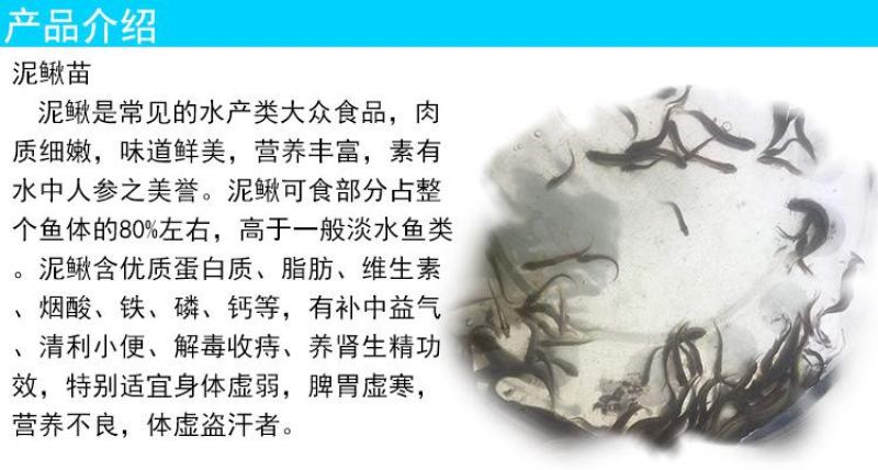 苗场直供直销台湾泥鳅苗泥鳅水花泥鳅鱼苗大鳞副鳅活体淡水养