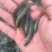 苗场直供直销台湾泥鳅苗泥鳅水花泥鳅鱼苗大鳞副鳅活体淡水养