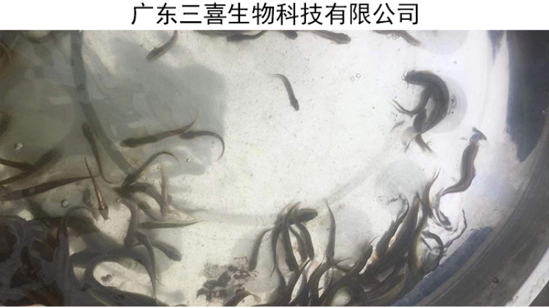 苗场直供直销台湾泥鳅苗泥鳅水花泥鳅鱼苗大鳞副鳅活体淡水养