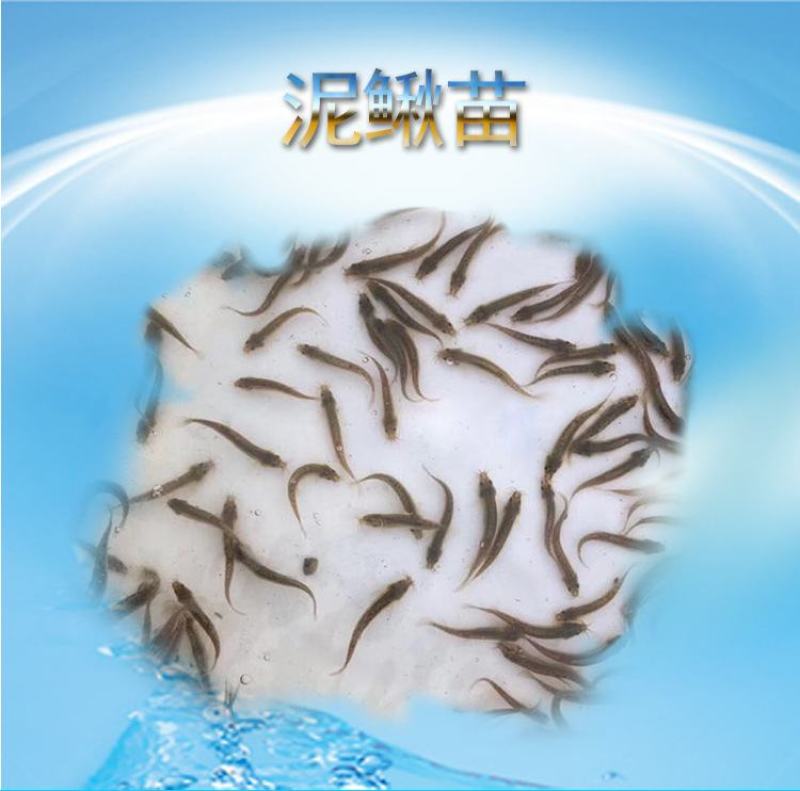 苗场直供直销台湾泥鳅苗泥鳅水花泥鳅鱼苗大鳞副鳅活体淡水养