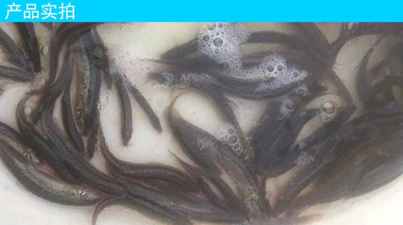 苗场直供直销台湾泥鳅苗泥鳅水花泥鳅鱼苗大鳞副鳅活体淡水养