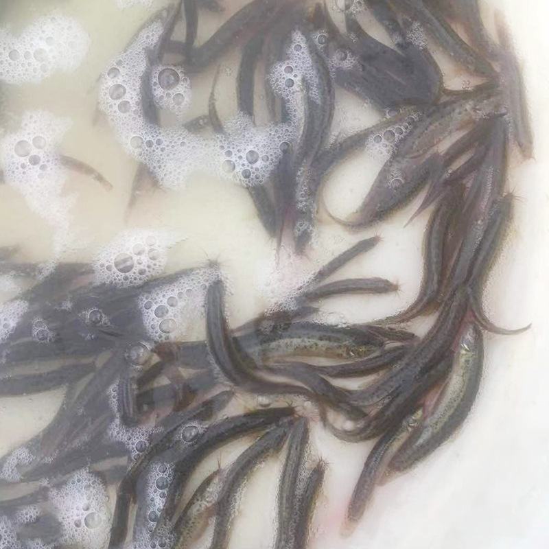 苗场直供直销台湾泥鳅苗泥鳅水花泥鳅鱼苗大鳞副鳅活体淡水养