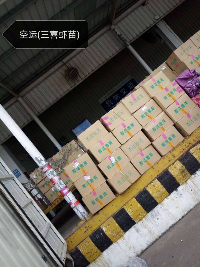 苗场直供直销台湾泥鳅苗泥鳅水花泥鳅鱼苗大鳞副鳅活体淡水养