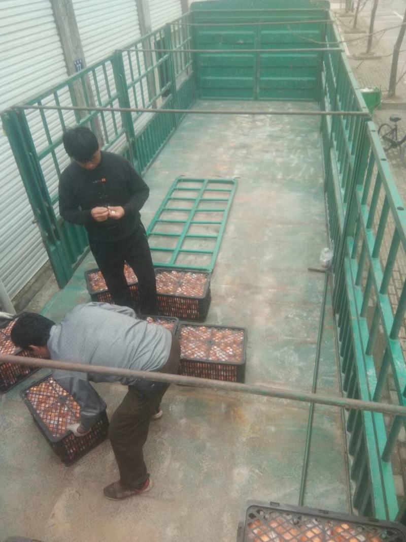 品质好，价格低，服务好，诚信好需要请联系我